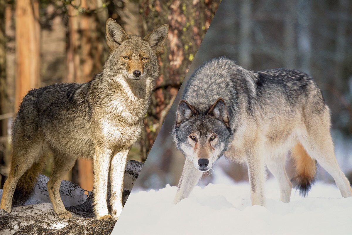 What's the difference between a wolf and coyote