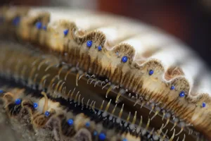 Live Scallop in Water showing Vivid Blue Eyes A close-up of a live scallop in water opens to show its vivid blue eyes.