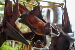 Hanging bats colony