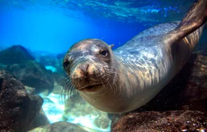 What’s the difference between a seal and a sea lion What's the difference between a seal and a sea lion