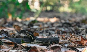 A northern cottonmouth (Agkistrodon piscivorus) crosses Snake Road in Shawnee National Forest, Illinois – October 14, 2025 A northern cottonmouth (Agkistrodon piscivorus) crosses Snake Road in Shawnee National Forest, Illinois - October 14, 2025. Credit: Amy Randall