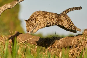 Deadliest cats in the world Deadliest cats in the world