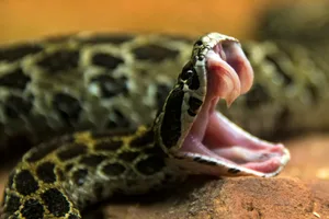 Mexican Lance-headed Rattlesnake Crotalus polystictus