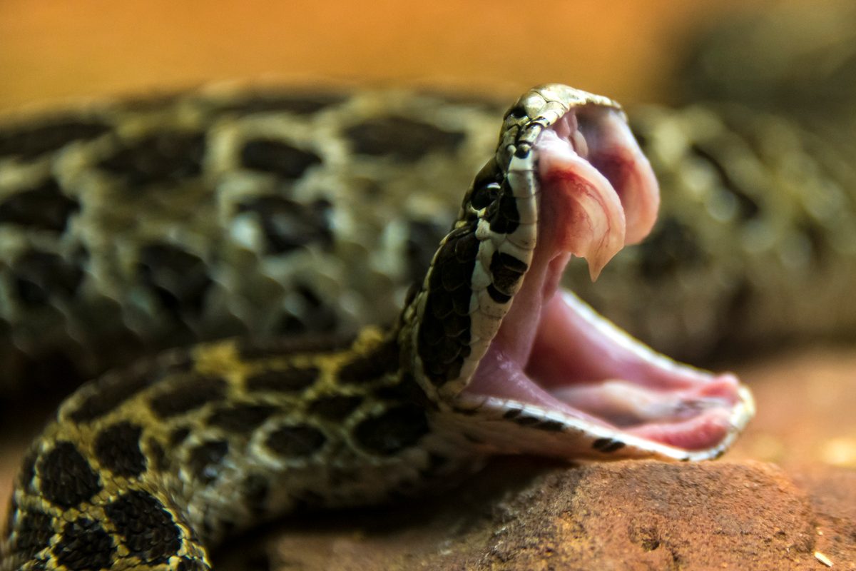 Can a snake bite through your boots?