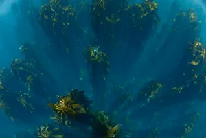 A champion female freediver exploring a kelp forest underwater off Cape Town. Diver in kelp forest