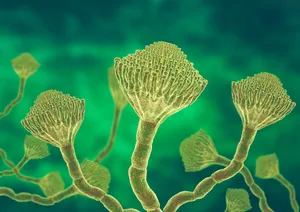 Microscopic view of a colony of Aspergillus fungi, which causes the lung infection aspergillosis, aspergilloma of the brain and lungs Microscopic view of a colony of Aspergillus fungi, 3D illustration