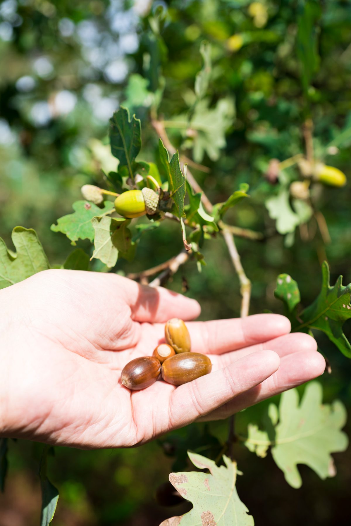 How to grow an oak tree from a single acorn (it's easier than you think…) | Discover Wildlife