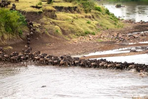 The Great Migration Zebras and wildebeest crossing the Mara river