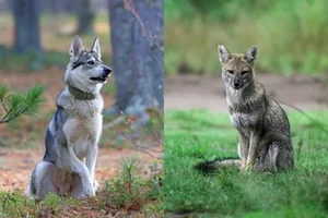 Can dogs and foxes interbreed Can dogs and foxes interbreed