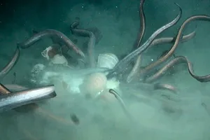 Deep-sea eels Deep-sea eels