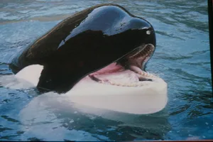 Keiko The Orca Keiko the killer whale, in his enclosure on Heimaey, one of the Vestmannaeyjar or Westman Islands off the south coast of Iceland, 21st June 1999. Keiko gained fame in 1993 for his role in the film 'Free Willy'. He was eventually released into the wild. (Photo by Colin Davey/Getty Images)