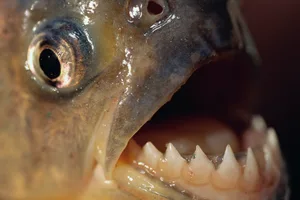 Could piranhas actually kill a human Could piranhas actually kill a human