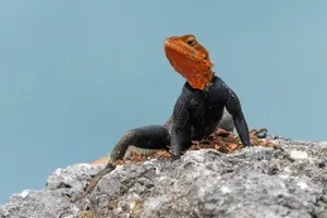 Thermoregulation: What’s the difference between cold-blooded and warm-blooded animals? Thermoregulation: What's the difference between cold-blooded and warm-blooded animals?