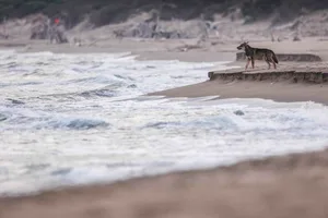 _DA_7776-2bbw_cmyk Italian wolf sniffing the spray thrown off the rolling surf.