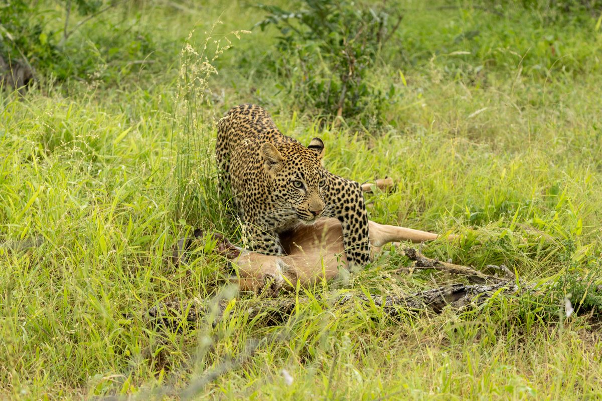 "A series of well-judged turns can be enough to send a hungry animal home empty-handed." Ever wondered why predators are so bad at catching prey?