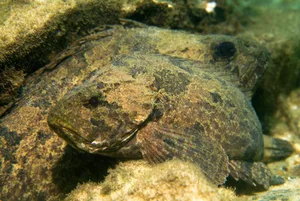bullrout