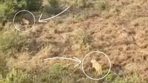 lion stalks hyena