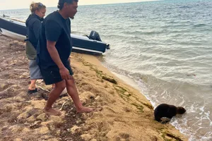 Successful release of fur seal Successful release of fur seal