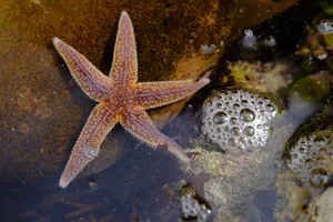 Common starfish Common starfish in a rockpool