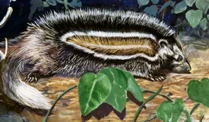 Maned Rat or Crested Rat, Muridae Drawing of a rat with black and white hair