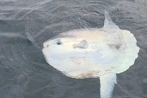 Sunfish seen off Brighton Sunfish seen off Brighton