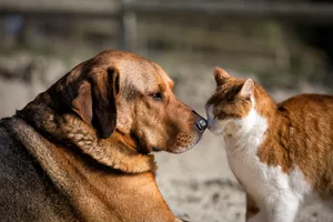 Cat and dog touching noses Burkhard B/Getty Images