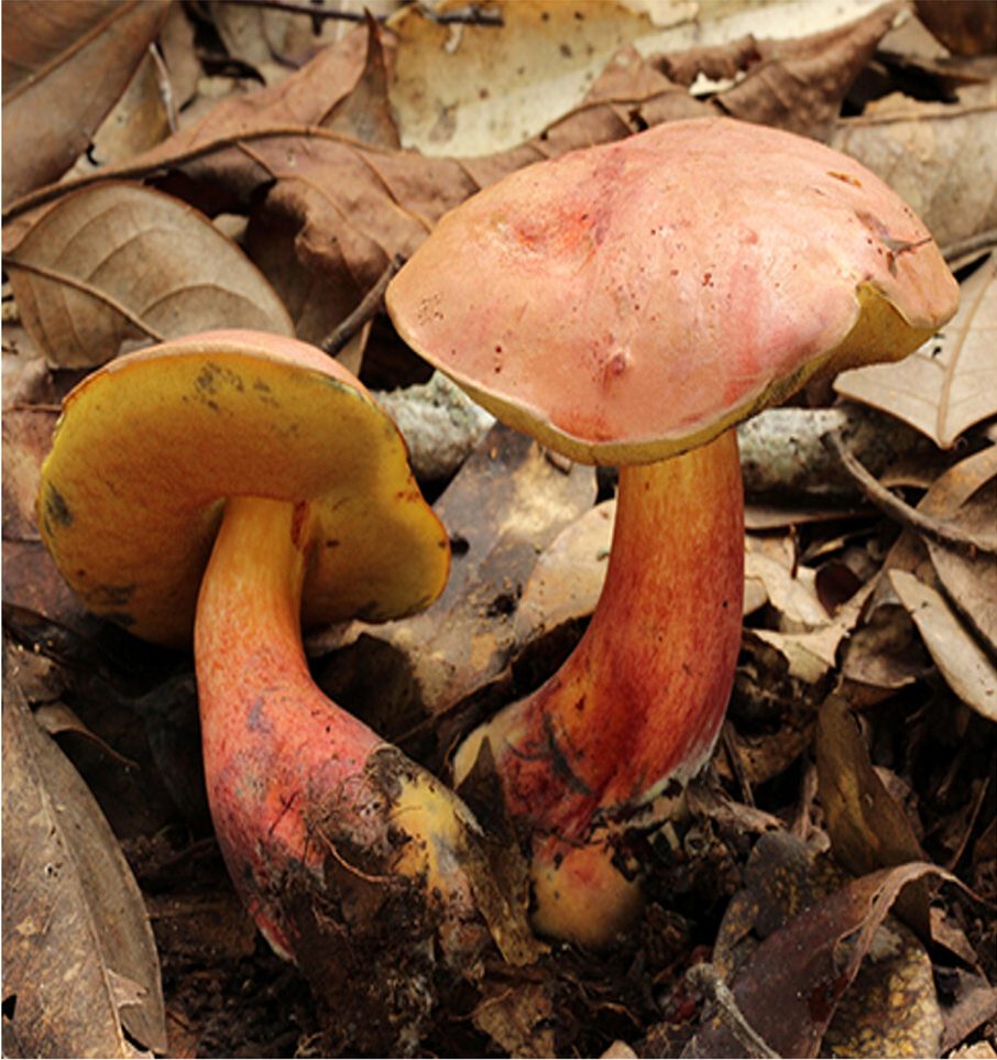 It makes you hallucinate tiny, pint-sized people – and scientists have no idea why.” - BBC Wildlife Magazine