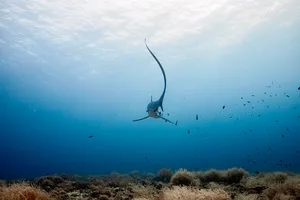 thresher shark Thresher shark tail
