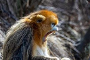 Golden snub-nosed monkey. Credit: YINYI WANG iStock via Getty Golden snub-nosed monkey. Credit: YINYI WANG iStock via Getty