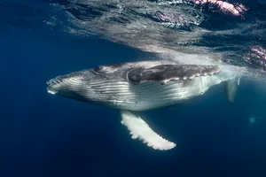 Humpback whale close up view. Humpback whale close up view.