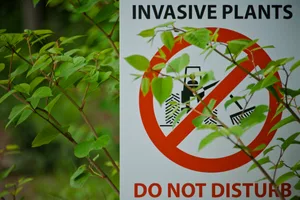 Japanese Knotweed partially covers an invasive plant sign. Japanese Knotweed (Fallopia japonica), an agressive invasive species, partially covers an invasive plant sign.