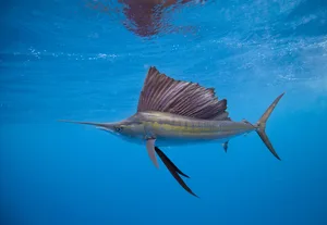 Sailfish Off Isla Mujeres Sailfish image was shot off Isla Mujeres.