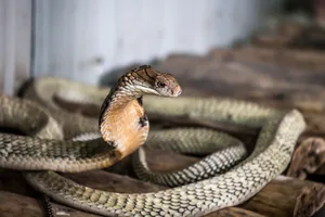 The King Cobra king cobra facts
