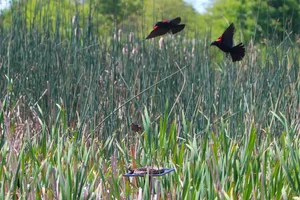 Red-winged blackbirds and rattlesnake Red-winged blackbirds and rattlesnake