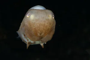 Dumbo octopus Dumbo octopus
