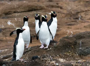 Erect-crested Penguin, Eudyptes sclateri Group of Erect-crested Penguins (Eudyptes sclateri) on the Antipodes Islands, New Zealand. Credit: Marc Guyt