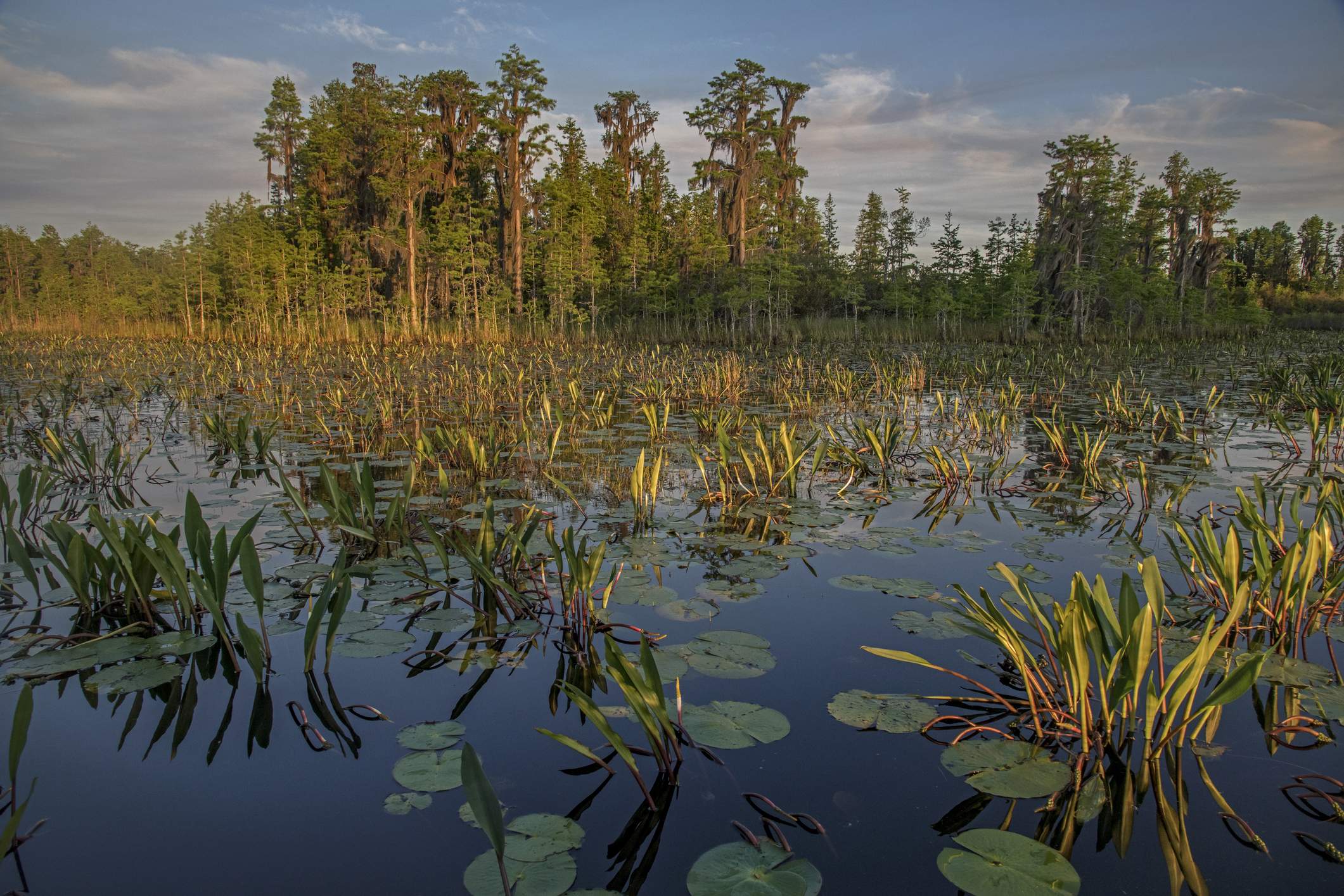Bigger than Houston, teeming with deadly American alligators and highly ...