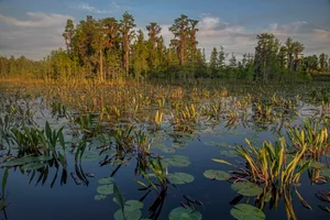 Aquatic vegetation and cypress trees, Okefenokee Swamp, Georgia, USA Aquatic vegetation and cypress trees, Okefenokee Swamp, Georgia, USA