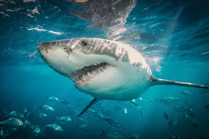 Great White Sharks: The Graceful Giant Behind Hollywood’s Bloodthirsty Predator Great white shark