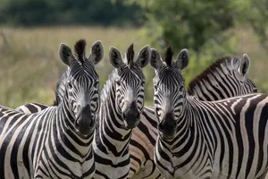 Plain’s zebra Plain's zebra