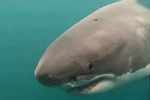 Great white shark scar Great white shark scar