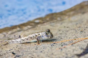 Close-up on a beautiful mudskipper (oxudercinae) in daintree rainforest national park in queensland, australia; the unique wildlife – symbol of daintree tropical rainforest Mudskipper