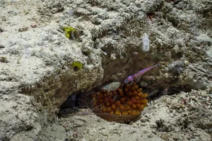 Anemone eats fish Anemone eats fish