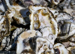 Marylanders Grow Oysters (MGO) program. Oysters