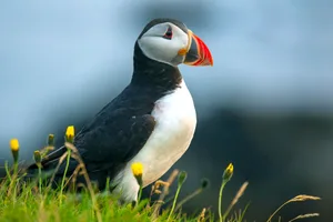 paffin bird sitting on the grass of the island Heimaey. Vestmannaeyjar Archipelago. Iceland Puffin