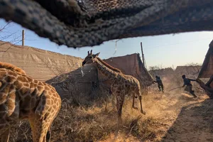 Angolan giraffe capture in Namibia Angolan giraffe capture in Namibia