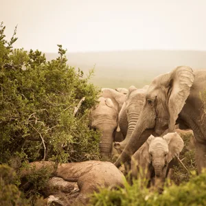 Distressed African Elephants mourning a dead family member Distressed African Elephants mourning a dead family member with trunks extended