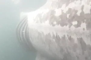 Basking shark boat collision