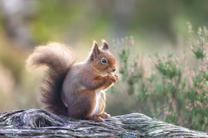 Red squirrel on a fallen branch in a forest in Cairngorms National Park, Scotland in late Autumn Red squirrel