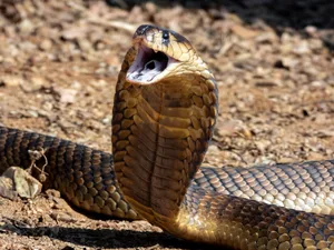 King Cobra with Expanded Hood Close-up of a king cobra with hood expanded on rocky ground, showcasing its scales and open mouth.